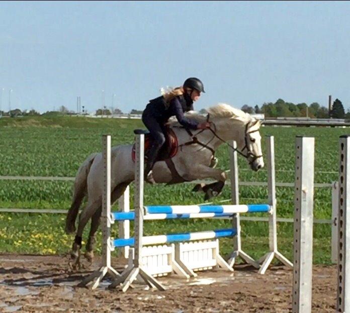 Irsk Sportspony Auburn Bobby billede 19