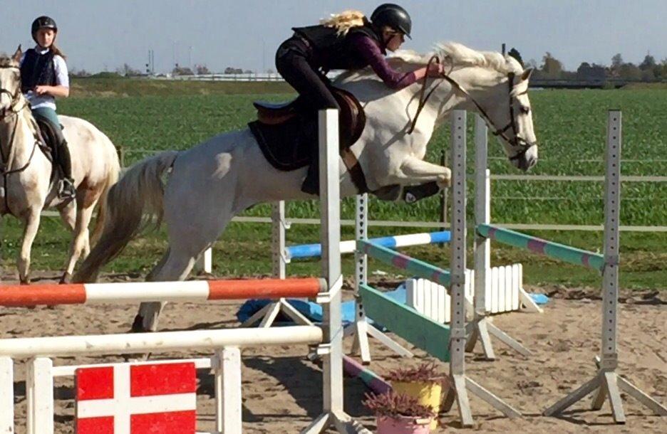 Irsk Sportspony Auburn Bobby billede 14