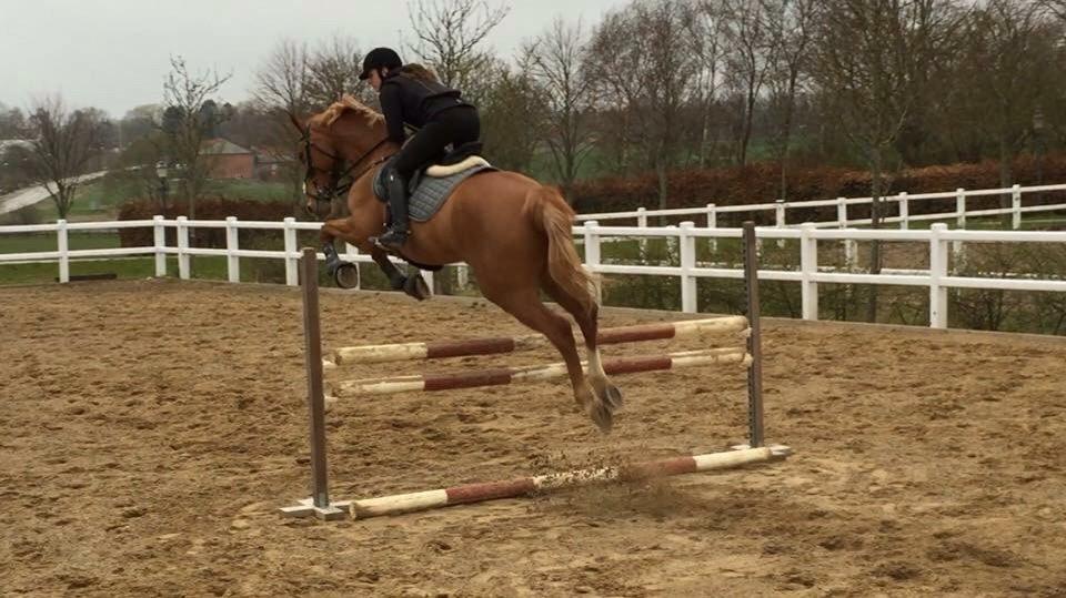 Tysk Oldenburger Bladsgaards Windy Sky billede 29