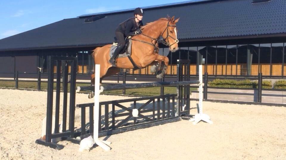 Tysk Oldenburger Bladsgaards Windy Sky billede 30