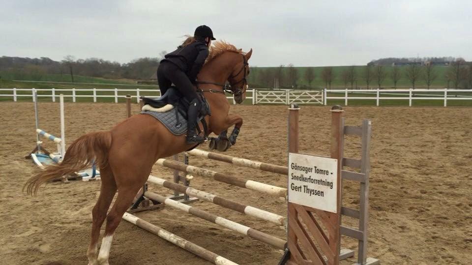 Tysk Oldenburger Bladsgaards Windy Sky billede 28