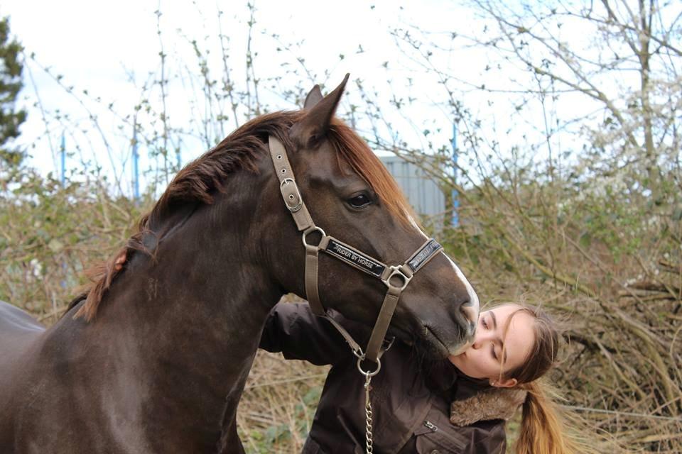 Welsh Partbred (Sec F) Mølgaards Comtessa - Love u more than anything els xoxo billede 6