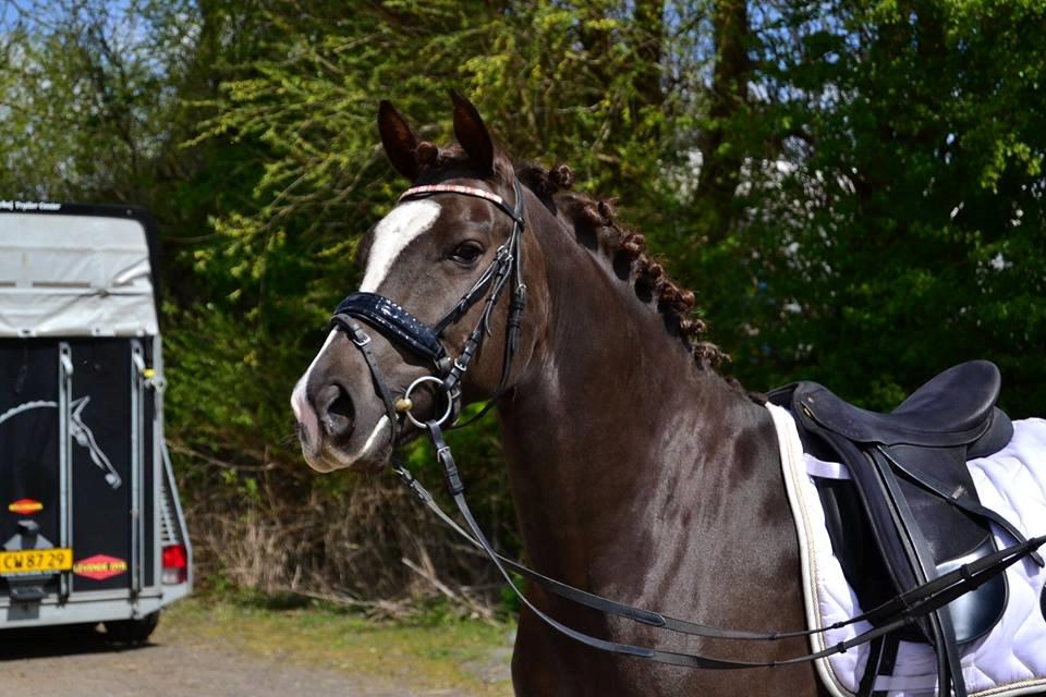 Welsh Partbred (Sec F) Mølgaards Comtessa - My beauty!! billede 1