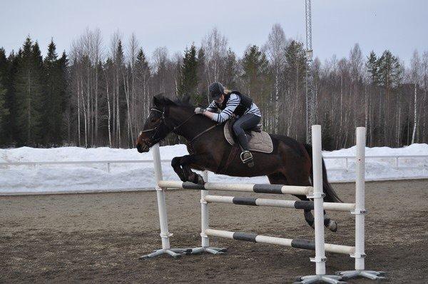 Hollandsk Sportspony Beauty For Bell billede 3