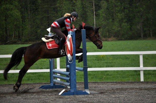 Hollandsk Sportspony Beauty For Bell billede 5