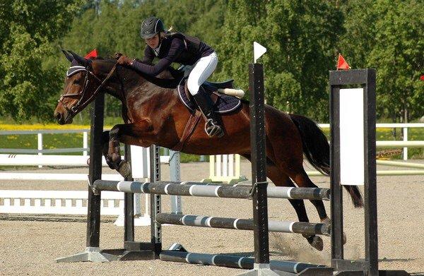 Hollandsk Sportspony Beauty For Bell billede 6