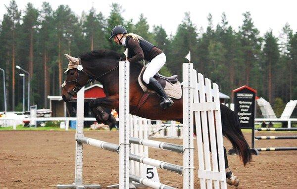 Hollandsk Sportspony Beauty For Bell billede 7