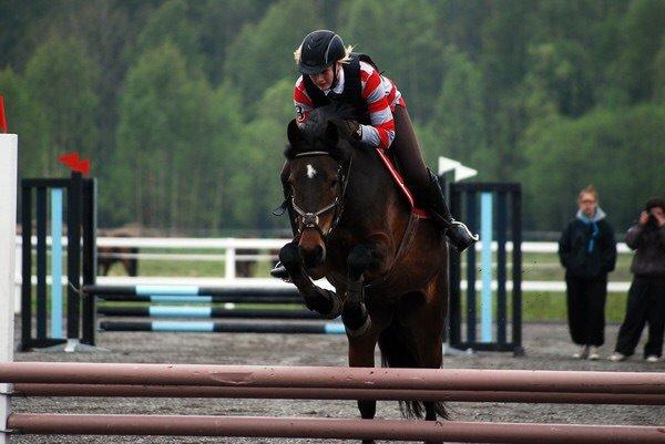 Hollandsk Sportspony Beauty For Bell billede 4