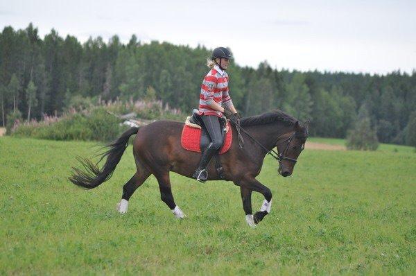 Hollandsk Sportspony Beauty For Bell billede 8