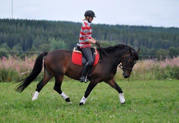 Hollandsk Sportspony Beauty For Bell billede 1