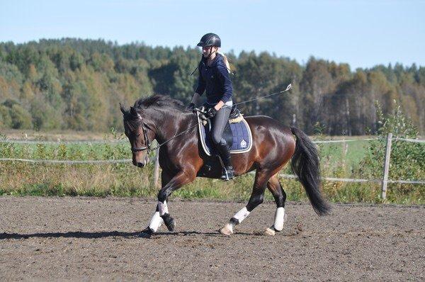 Hollandsk Sportspony Beauty For Bell billede 9