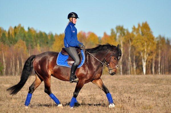 Hollandsk Sportspony Beauty For Bell billede 10