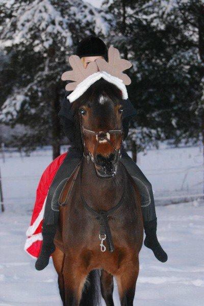 Hollandsk Sportspony Beauty For Bell billede 11