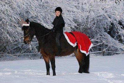 Hollandsk Sportspony Beauty For Bell billede 12