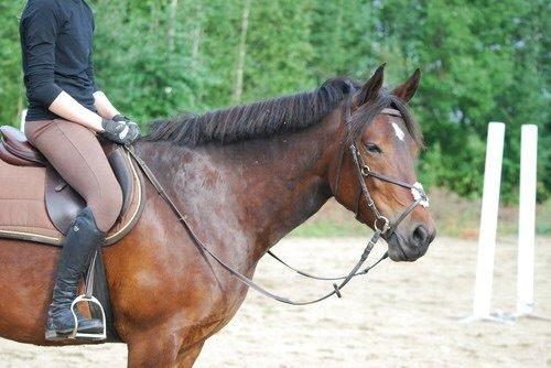 Hollandsk Sportspony Beauty For Bell billede 13