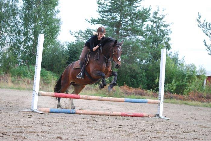 Hollandsk Sportspony Beauty For Bell billede 14