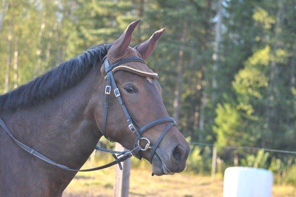 Hollandsk Sportspony Beauty For Bell billede 15