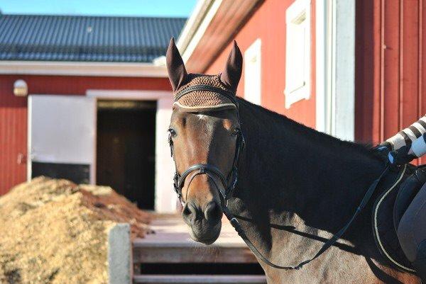 Hollandsk Sportspony Beauty For Bell billede 16