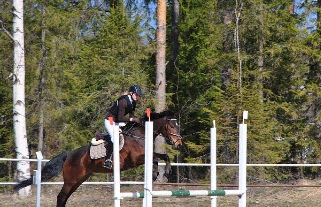 Hollandsk Sportspony Beauty For Bell billede 17