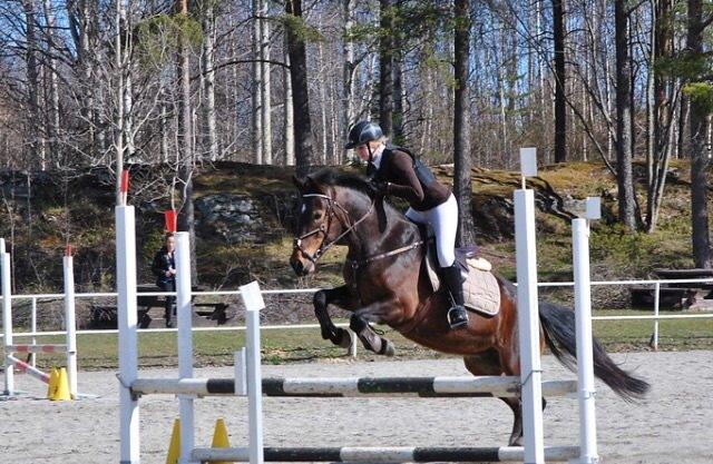 Hollandsk Sportspony Beauty For Bell billede 18