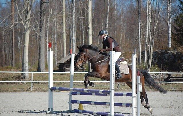 Hollandsk Sportspony Beauty For Bell billede 19