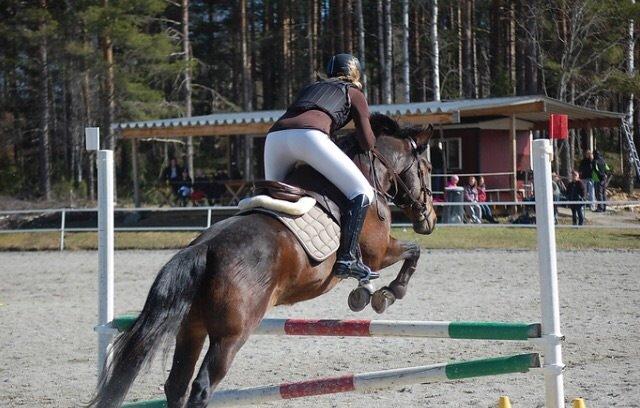 Hollandsk Sportspony Beauty For Bell billede 20