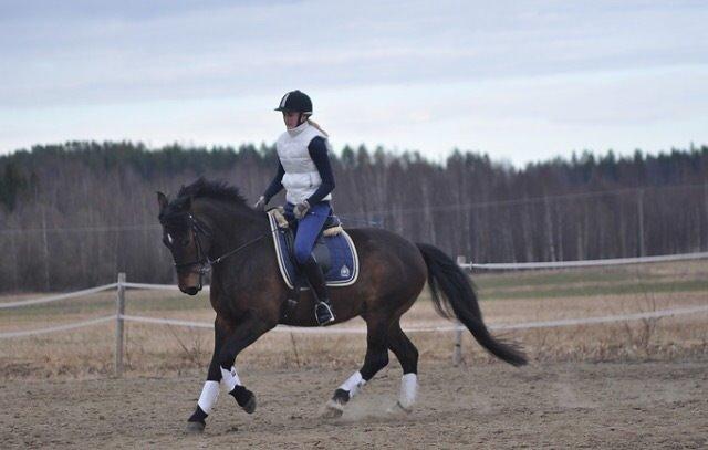 Hollandsk Sportspony Beauty For Bell billede 21