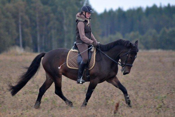 Hollandsk Sportspony Beauty For Bell billede 2