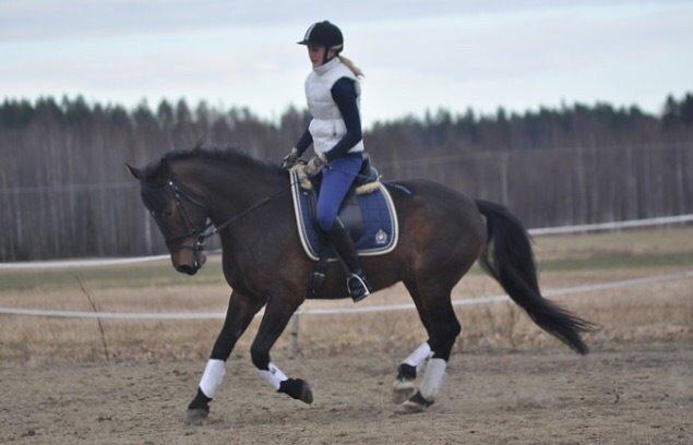 Hollandsk Sportspony Beauty For Bell billede 22