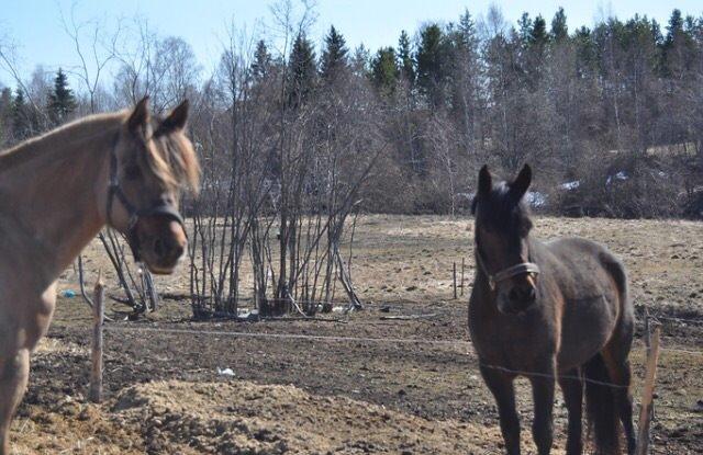 Hollandsk Sportspony Beauty For Bell billede 24