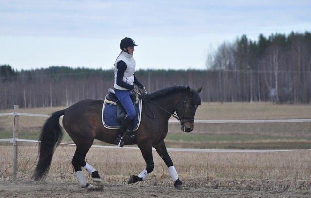 Hollandsk Sportspony Beauty For Bell billede 23