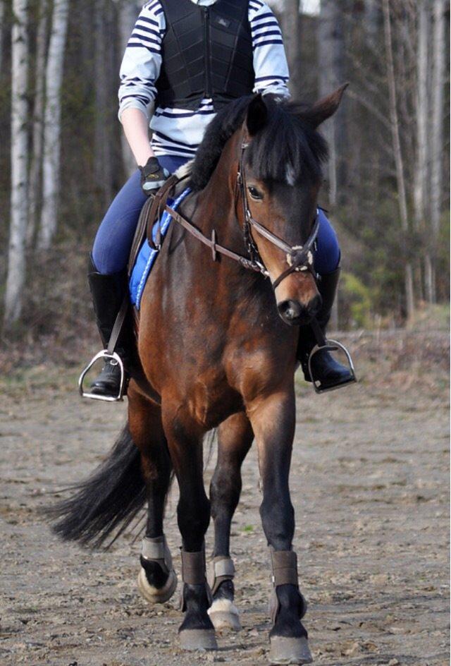 Hollandsk Sportspony Beauty For Bell billede 26