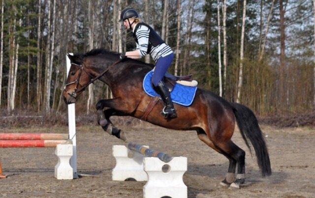 Hollandsk Sportspony Beauty For Bell billede 27