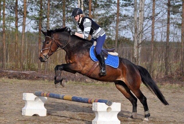 Hollandsk Sportspony Beauty For Bell billede 28