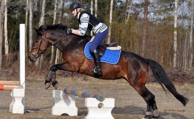 Hollandsk Sportspony Beauty For Bell billede 29