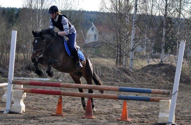 Hollandsk Sportspony Beauty For Bell billede 31