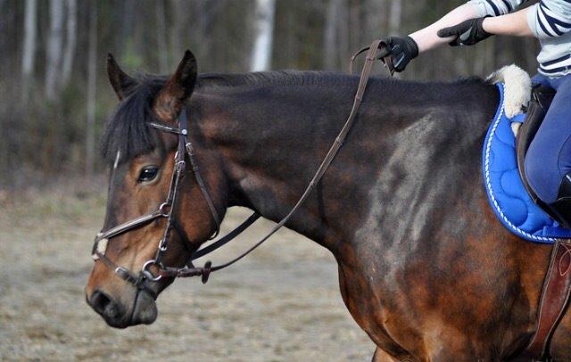 Hollandsk Sportspony Beauty For Bell billede 32