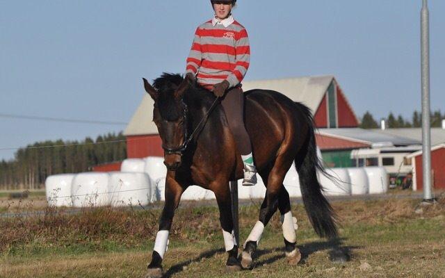 Hollandsk Sportspony Beauty For Bell billede 33