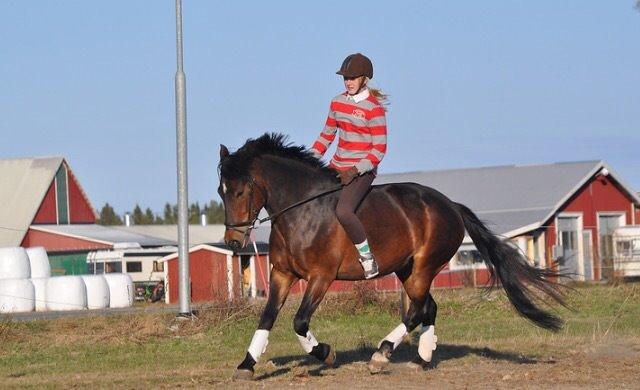 Hollandsk Sportspony Beauty For Bell billede 34