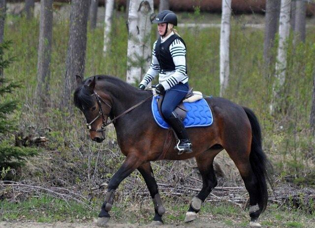 Hollandsk Sportspony Beauty For Bell billede 35