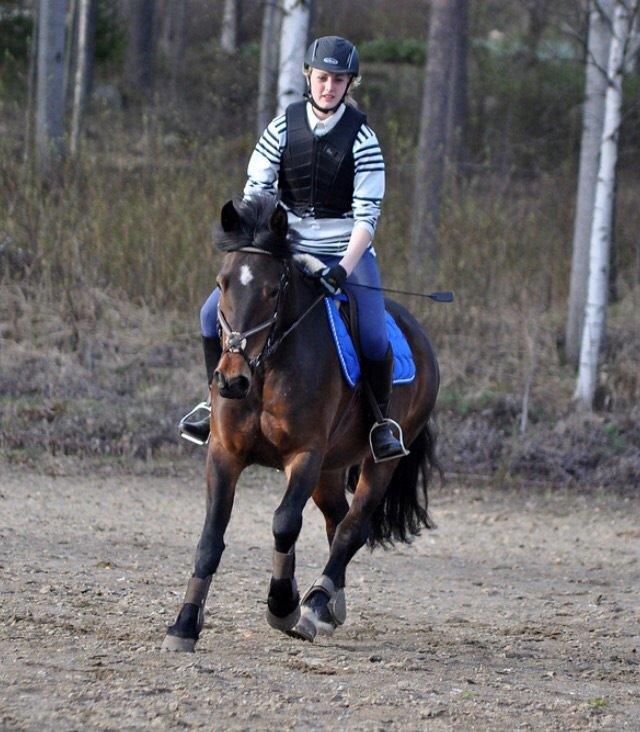 Hollandsk Sportspony Beauty For Bell billede 25