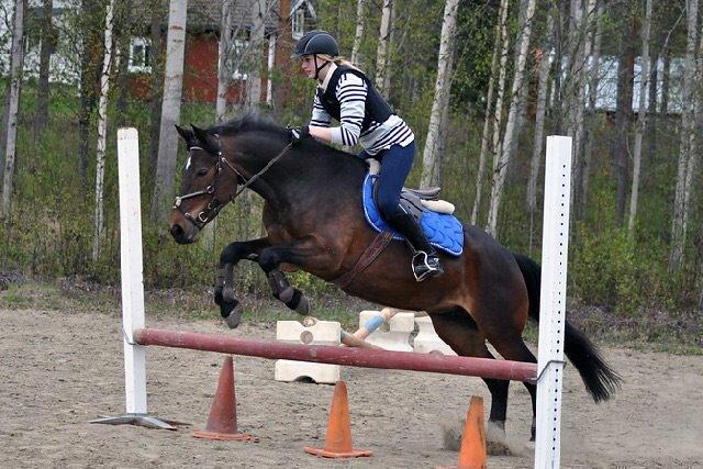 Hollandsk Sportspony Beauty For Bell billede 38