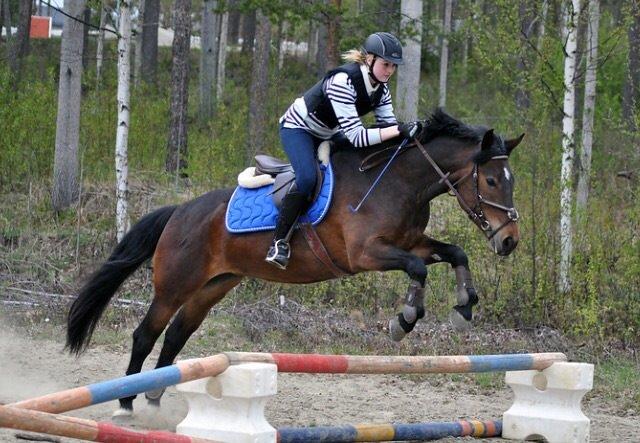 Hollandsk Sportspony Beauty For Bell billede 36