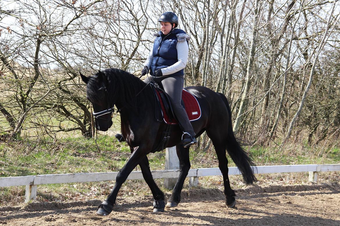 Frieser Shetana af Vanaheim - 05.04.15 Trav billede 15