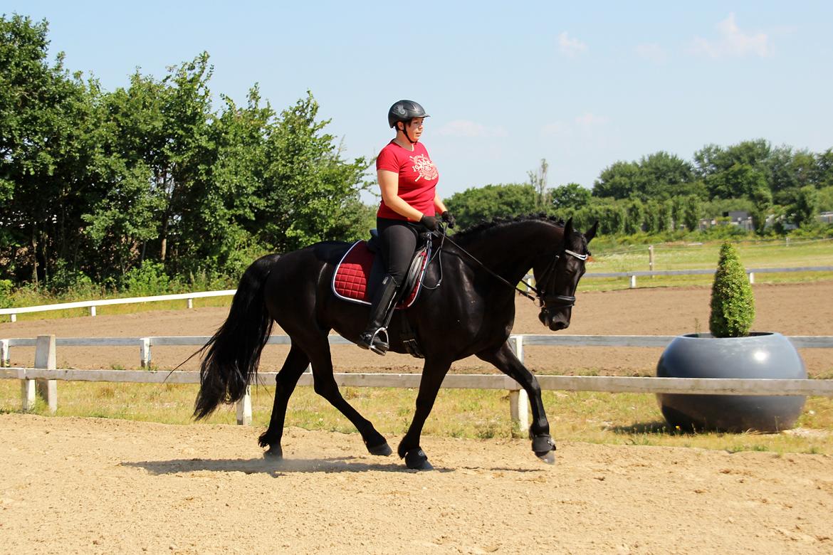 Frieser Shetana af Vanaheim - 10.07.14 Trav billede 17