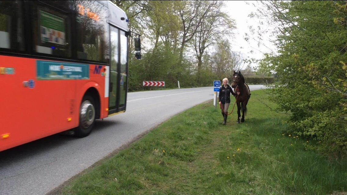 Anden særlig race Roosgårdens Mr. Braveheart billede 15