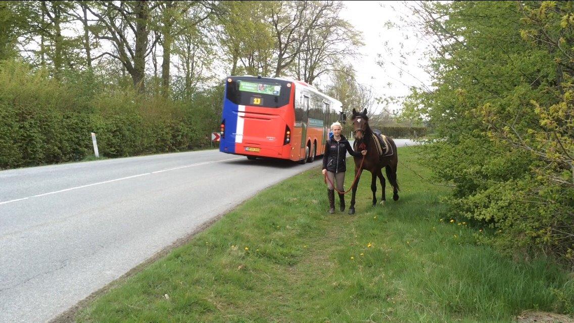 Anden særlig race Roosgårdens Mr. Braveheart billede 16