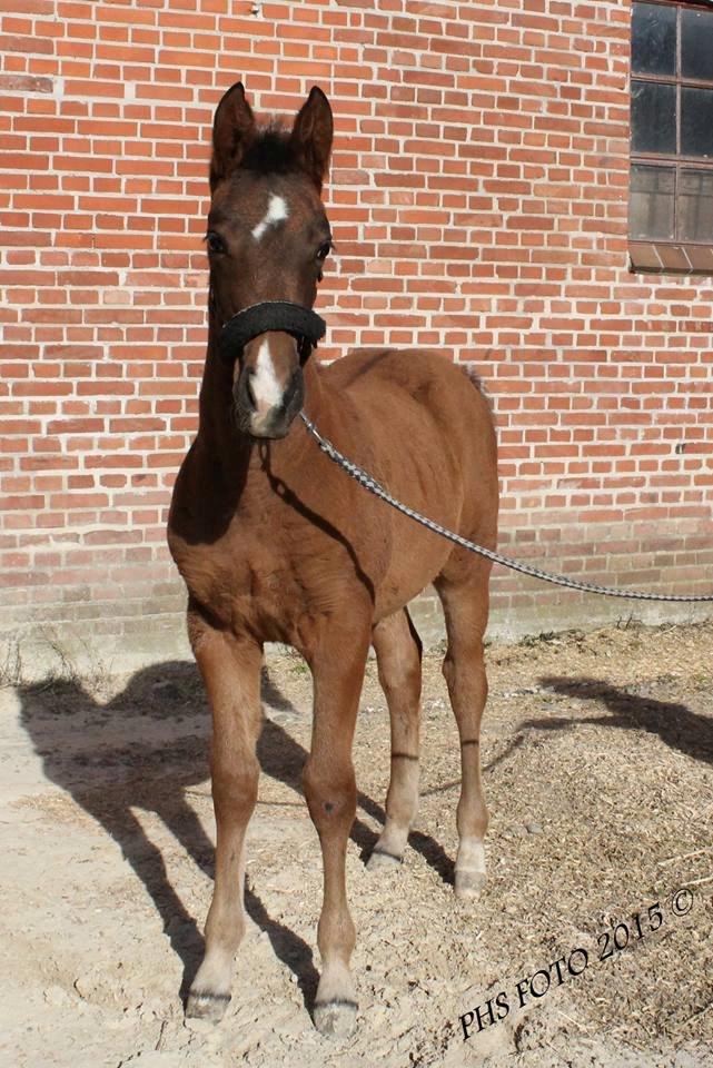 Anden særlig race Nuit d'hiver Felix - Hej og velkommem til,  her er jeg 4 en halv månede.   billede 1