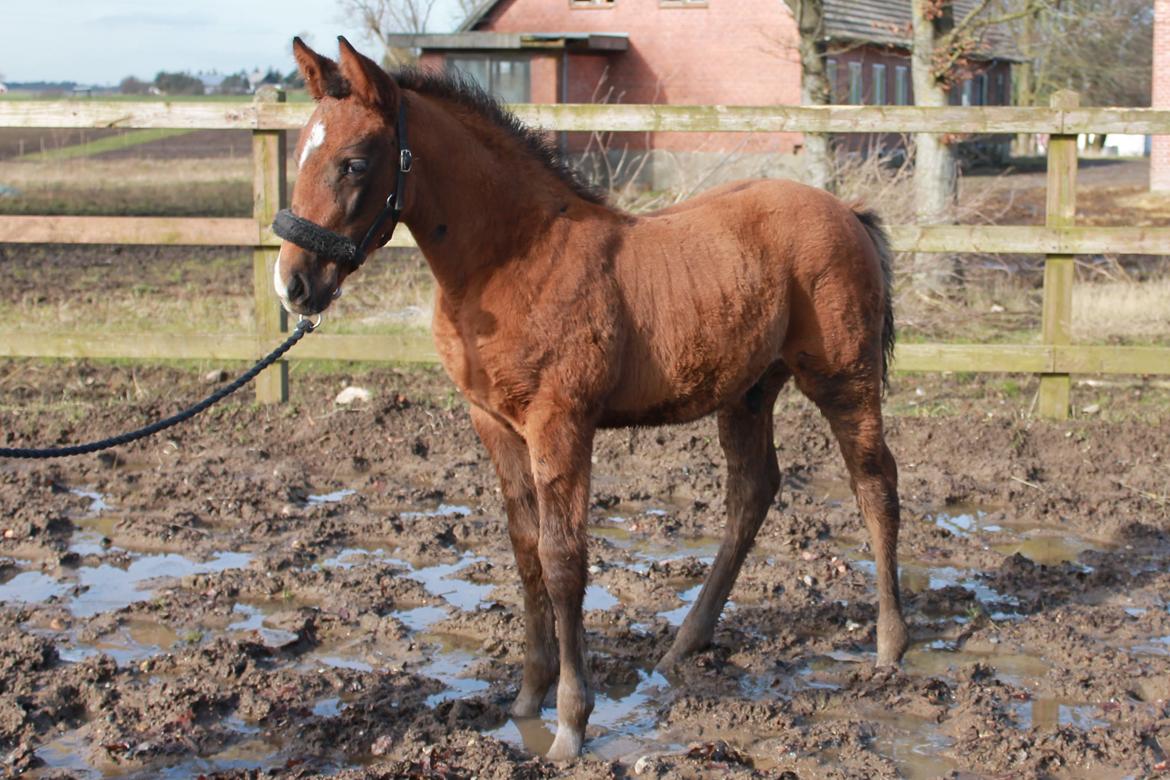 Anden særlig race Nuit d'hiver Felix billede 4