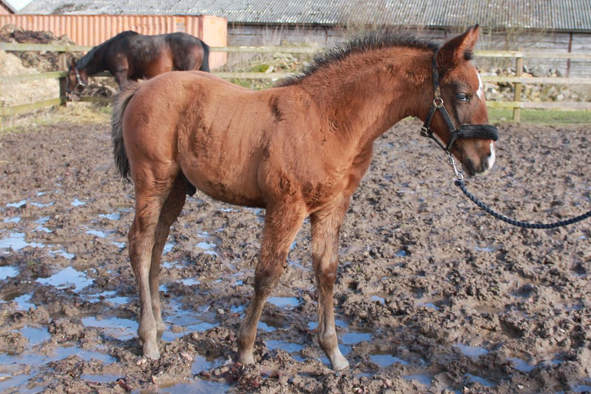 Anden særlig race Nuit d'hiver Felix billede 6